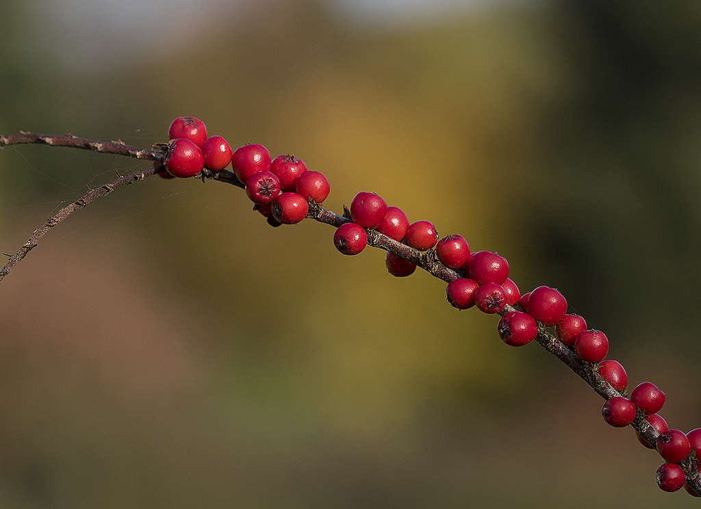 A! Tölleturm_0082 als Smartobjekt-1 Kopie.jpg